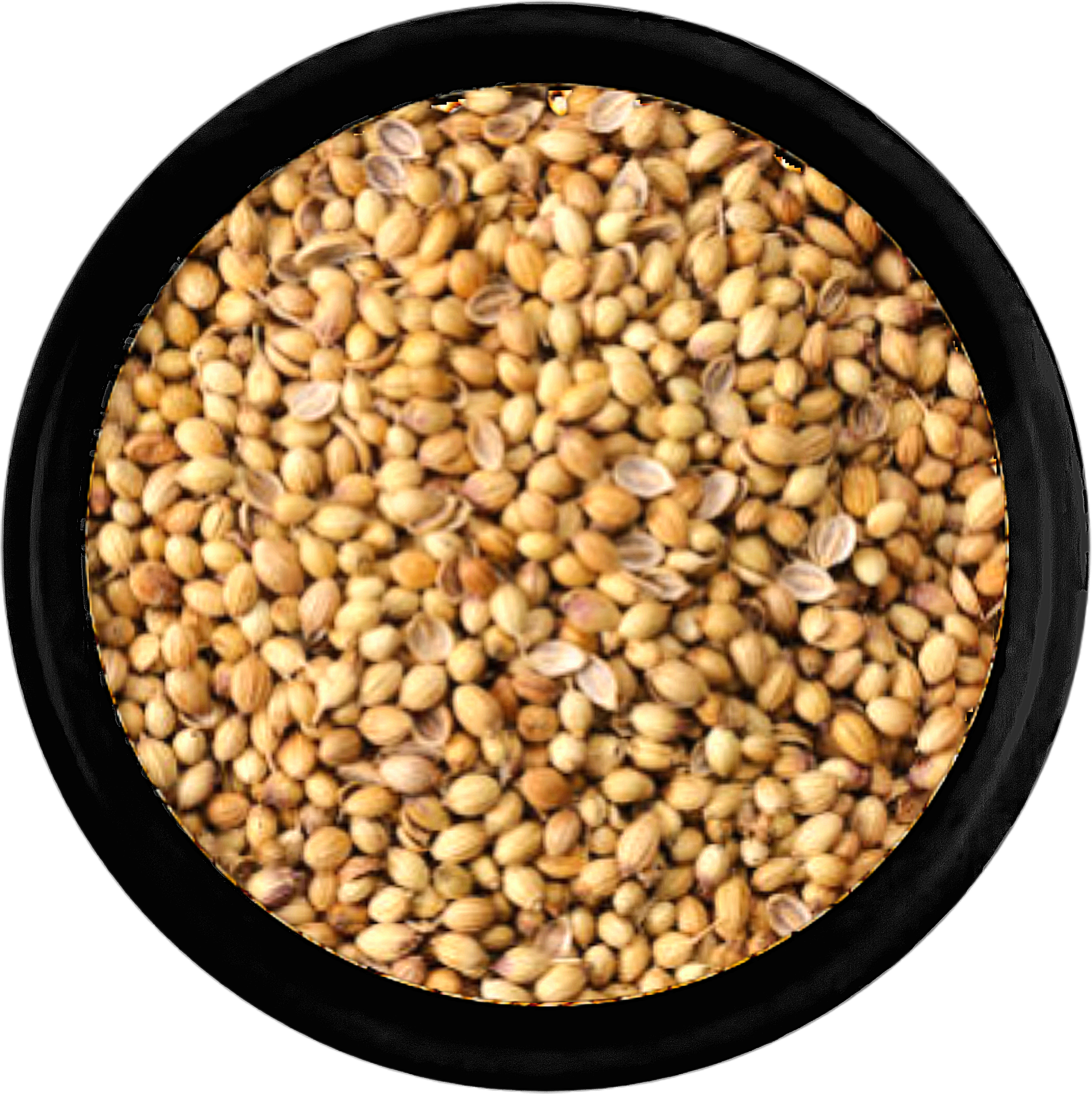 Coriander