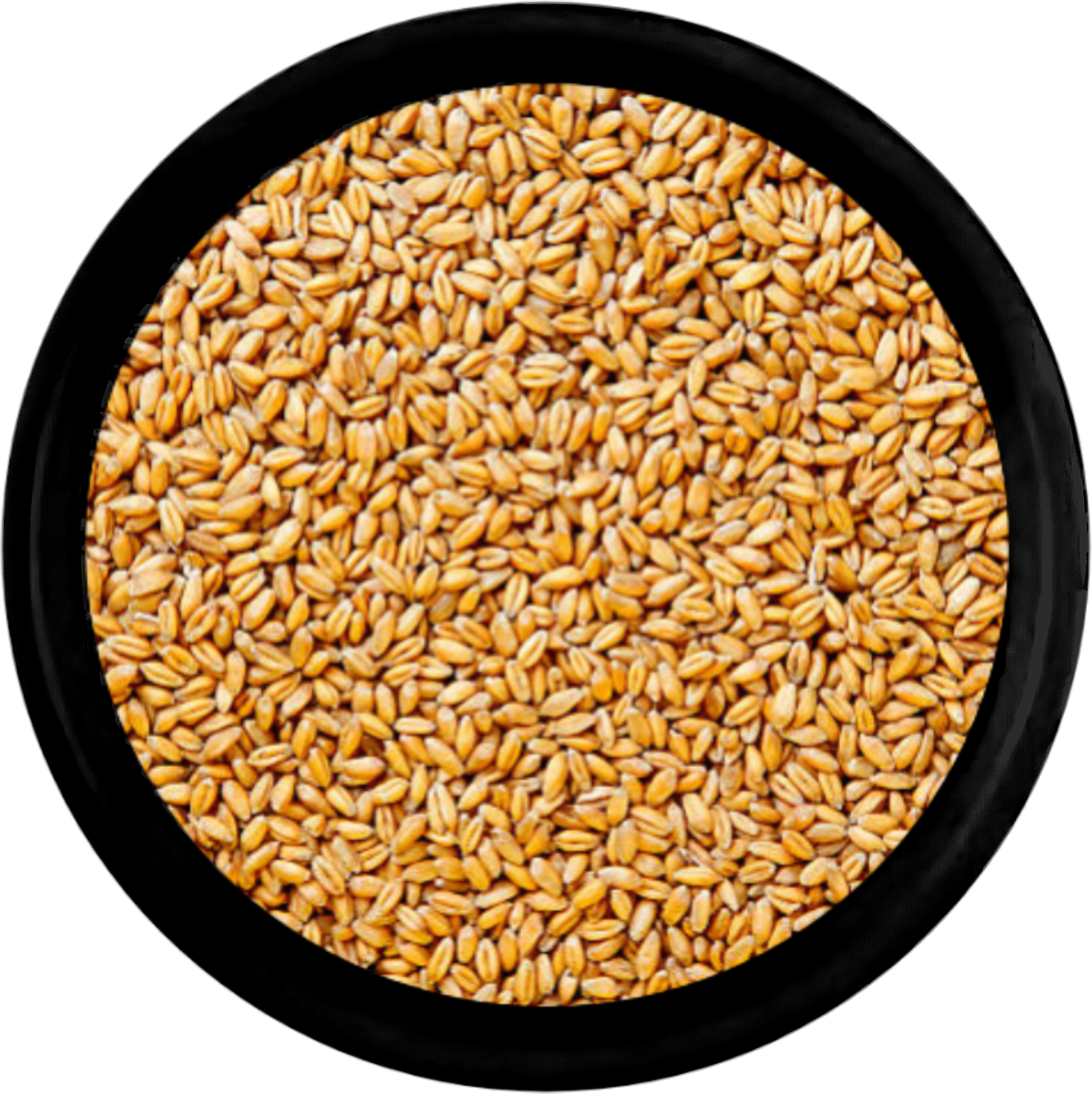 Wheat